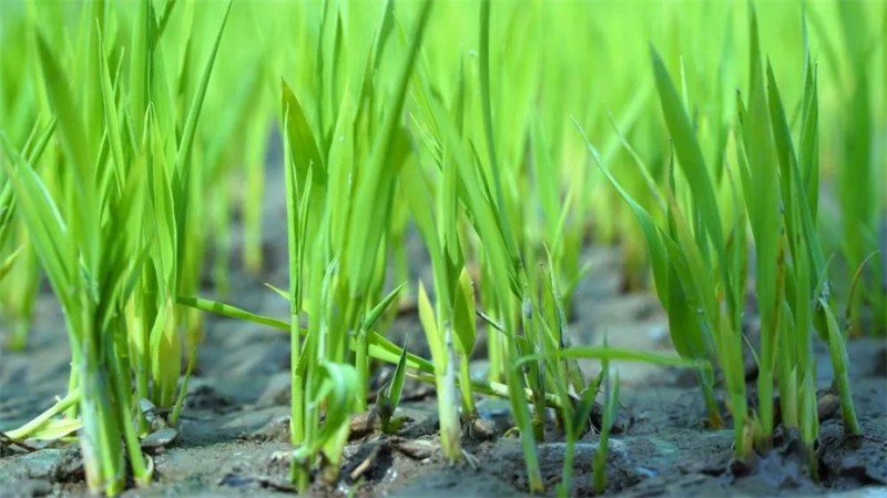 订单种植 粮稳农富——江粮集团创新稳粮机制经验走笔